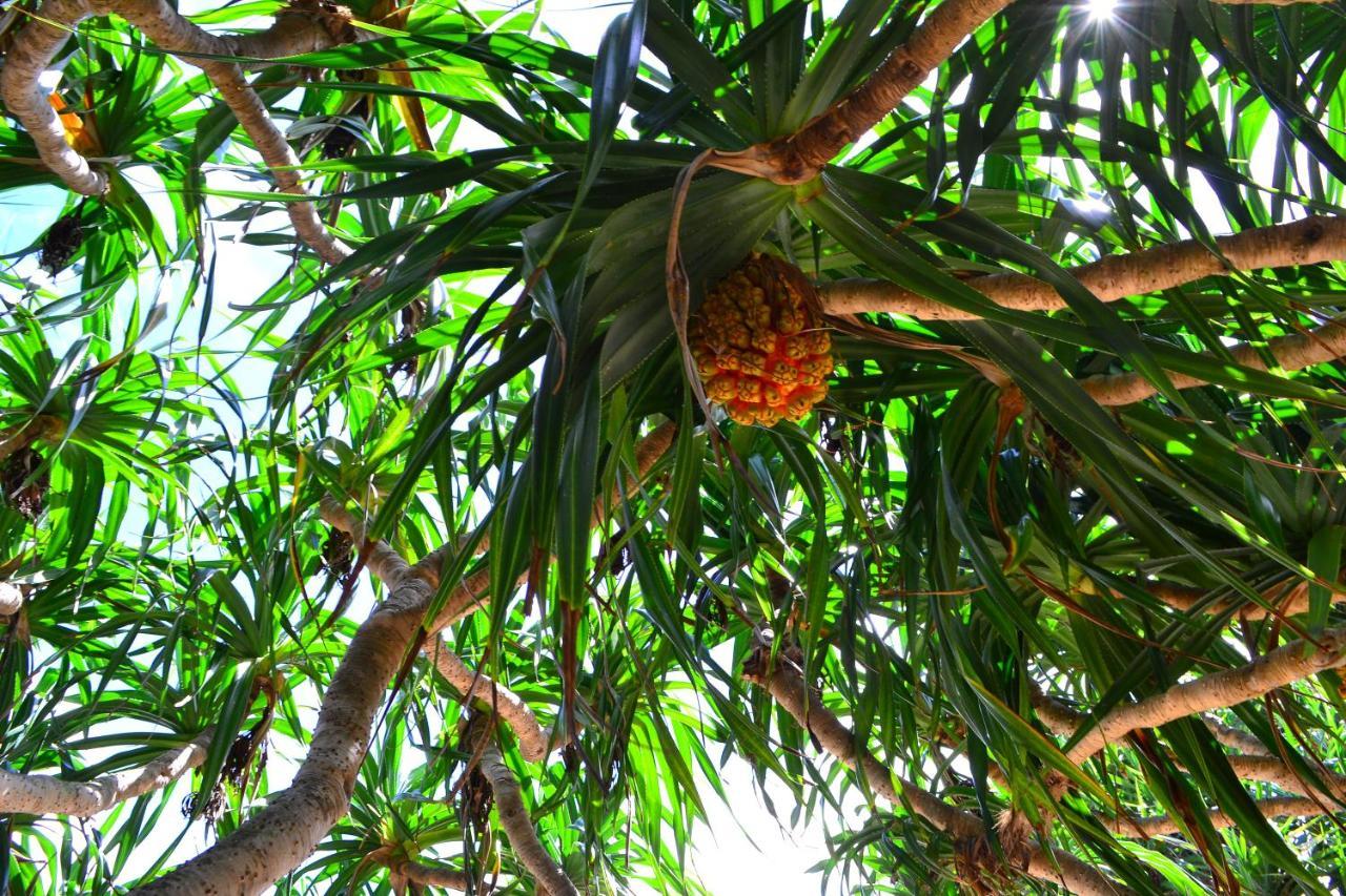 Amami-Green-Garden Dış mekan fotoğraf